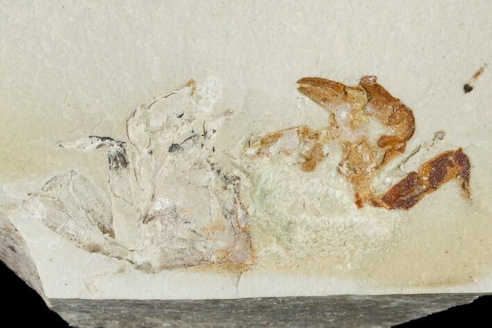 Miocene Pea Crab (Pinnixa) Fossil - California #141620